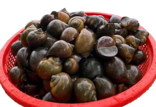 Có mớ ốc bươu này làm thêm món bún ốc riêu cua nữa là chuẩn bài!