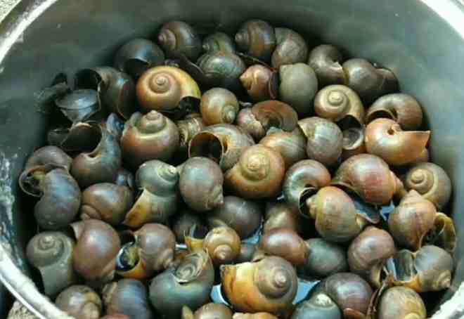 Luộc ốc sơ khoảng chừng 1-2 phút.