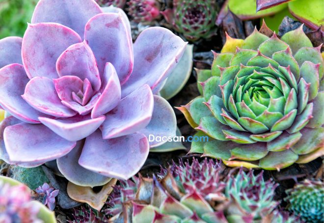 Ăn sen đá có thực sự an toàn?