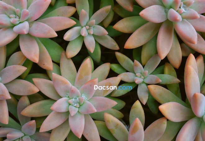 Hãy tìm hiểu kỹ loại sen đá trước khi có ý định thử chúng!