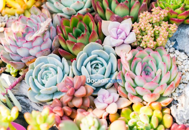 Trào lưu ăn sen đá tươi-9245